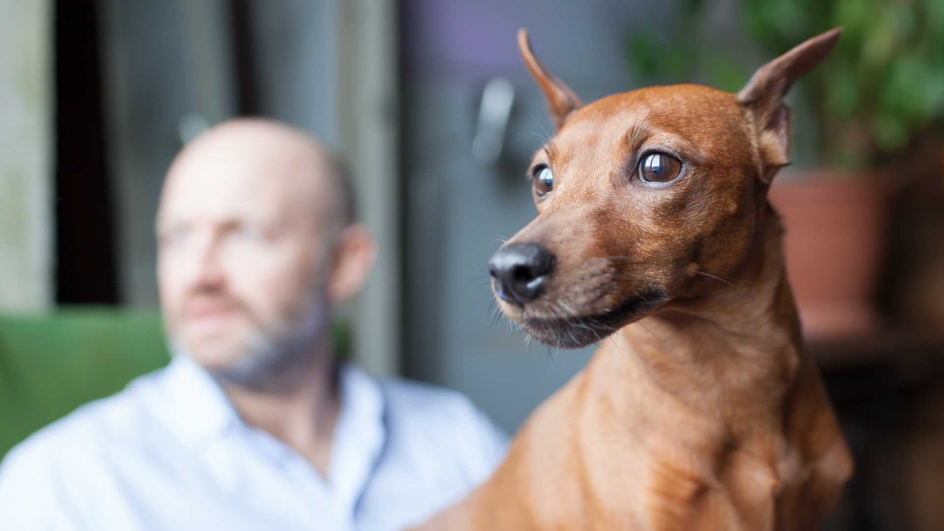 mi perro ha comido melón